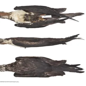 Great frigatebird, Fregata minor nicolli