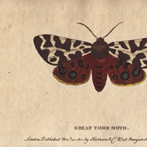 Great or garden tiger moth, Arctia caja