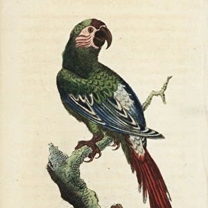Great green macaw, Ara ambiguus