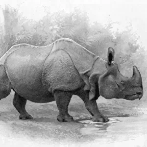 Great Indian Rhinoceros, 1899