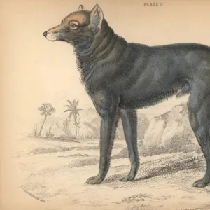 Great Plains wolf or buffalo wolf, Canis lupus