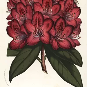 Great rhododendron hybrid, Othello, Rhododendron maximum