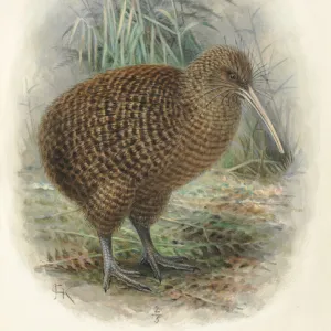 Great Spotted Kiwi Roa, Apteryx hstii