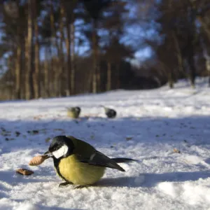 Great Tit - tries to keep warm at -35 degrees celcius