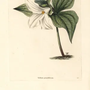 Great white trillium, Trillium grandiflorum