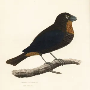 Greater Antillean bullfinch, Loxigilla violacea