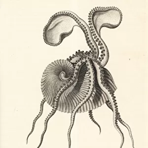 Greater argonaut octopus, Argonauta argo
