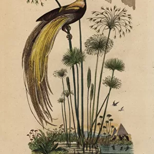 Greater bird-of-paradise, Paradisaea apoda