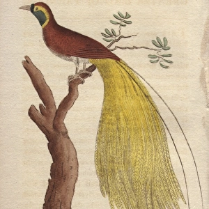 Greater bird of paradise, Paridisaea apoda