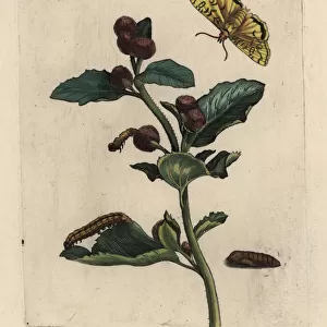 Greater burdock with moth