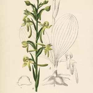 Greater butterfly-orchid, Platanthera chlorantha