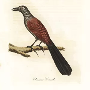 Greater coucal, Centropus sinensis
