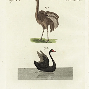 Greater rhea, Rhea americana, and black swan, Cygnus atratus