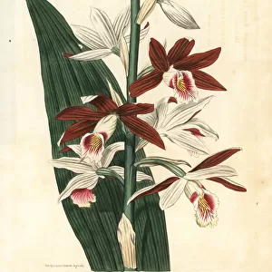 Greater swamp-orchid, Phaius tankervilleae. Endangered