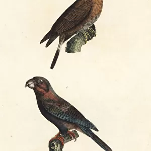 Greater vasa parrot and mascarene parrot