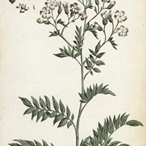 Greek valerian or Jacobs ladder, Polemonium caeruleum
