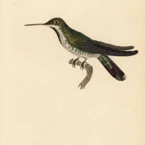 Green-breasted mango, Anthracothorax prevostii. Juvenile