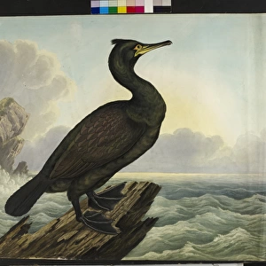 The green cormorant Shag Phalacrocorax aristotelis