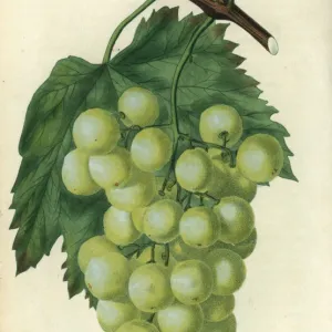 Green grapes, vine and leaf of the White or