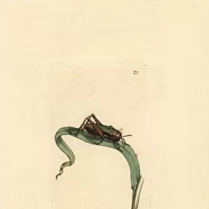 Green grasshopper, Omocestus viridulus