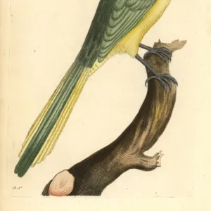 Green jay, Cyanocorax yncas