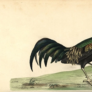 Green junglefowl, Gallus varius