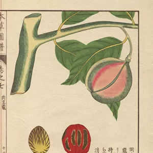 Green and pink seeds of nutmeg and mace, Myristica