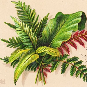 Green and red ferns on a birthday card