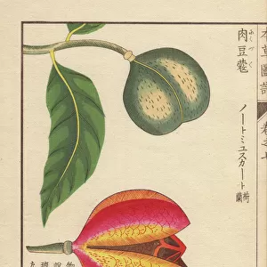 Green and red seeds of nutmeg and mace, Myristica