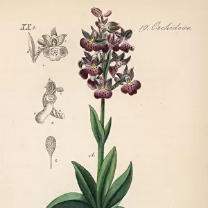 Green-winged orchid or green-veined orchid, Anacamptis morio