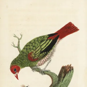 Green-winged pytilia, Pytilia melba