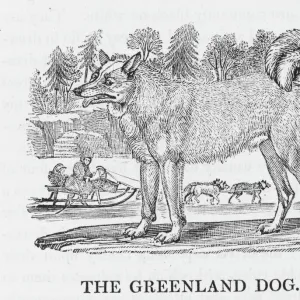 Greenland Dog