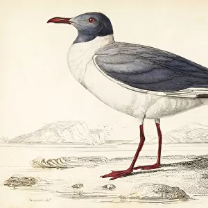 Grey-headed gull (African), Chroicocephalus