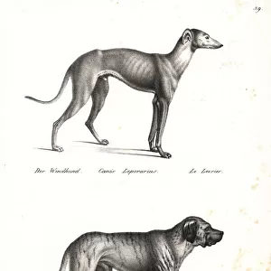 Greyhound and bulldog