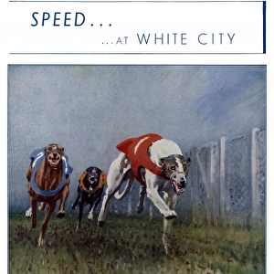 Greyhound racing at White City