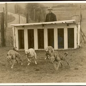 Greyhound Training