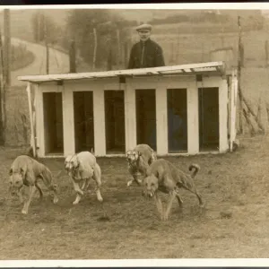 Greyhound Training