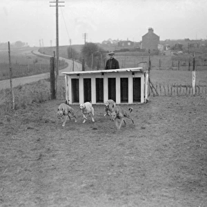 Greyhounds in Training
