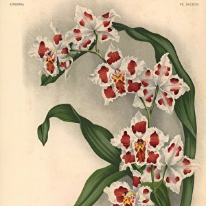 Griselidis variety of Odontoglossum crispum orchid