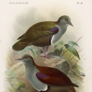 Ground Doves / Birds