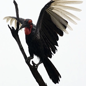 Ground Hornbill - Landing on tree