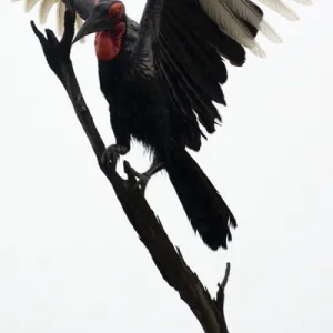 Ground Hornbill - Landing on tree