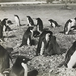 Group of Adeliee Penguins feeding their young