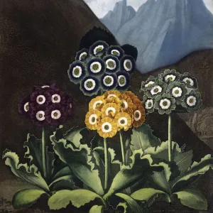 A Group of Auriculas