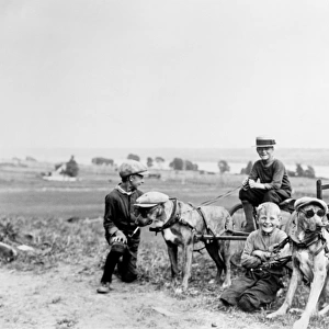 Group of boys playing with dog carts, dressing up the dogsa
