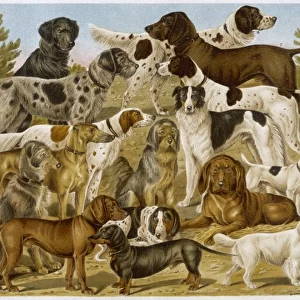 Group of Many Dogs