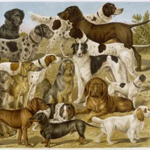 Group of Many Dogs