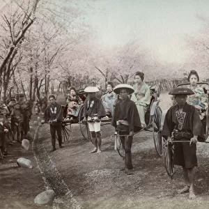 A group of geishas in rickshaws in a Japanese park