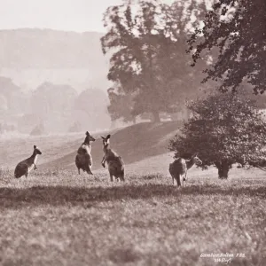 Group of Kangaroos by Gambier Bolton