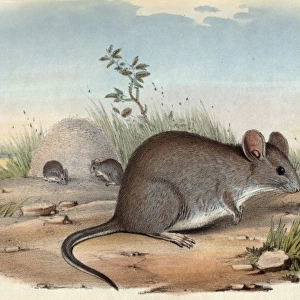 A group of mice feeding in the desert